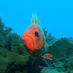Pristigenys serrula