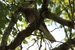 Streptopelia senegalensis senegalensis