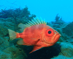 Pristigenys serrula