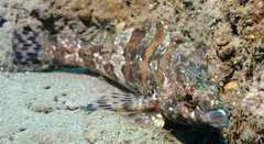 Oxylebius pictus