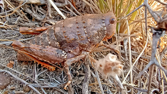 Bufonacris