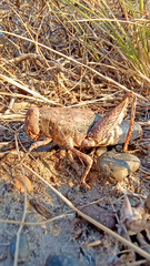 Bufonacris