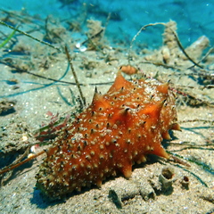 Apostichopus parvimensis