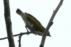 Euphonia