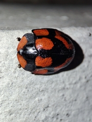 Botanochara angulata