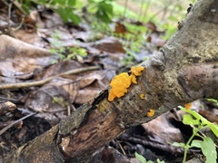 Tremella mesenterica