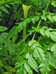 Daucus decipiens image