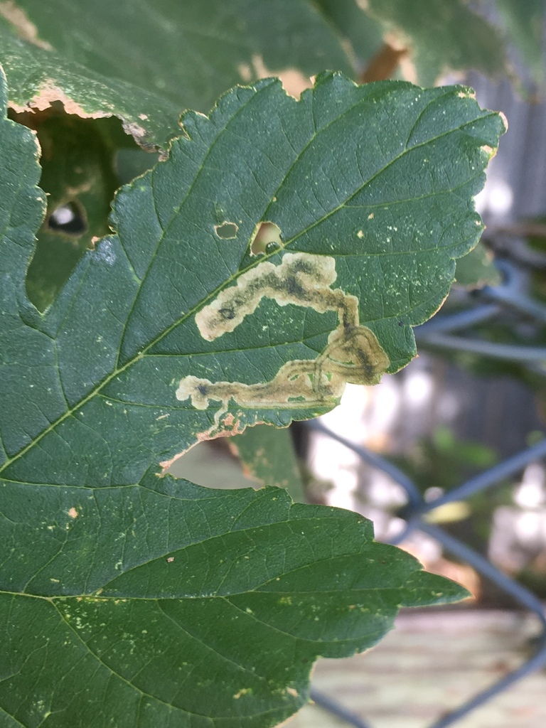 Agromyza flaviceps