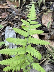 Deparia petersenii