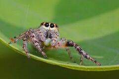 Opisthoncus polyphemus