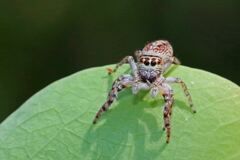 Opisthoncus polyphemus