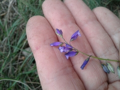 Polygala vulgaris