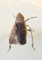 Prairiana sidana