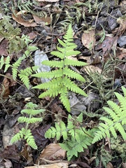 Deparia petersenii
