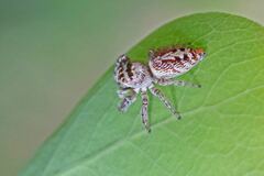 Opisthoncus polyphemus