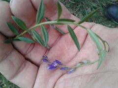 Polygala vulgaris