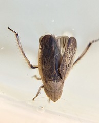 Prairiana sidana