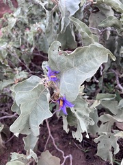 Solanum falciforme
