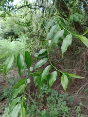 Vallesia glabra