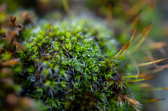 Tortula muralis muralis