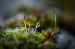 Tortula muralis muralis