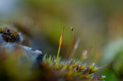 Tortula muralis muralis