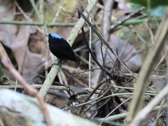 Lepidothrix velutina