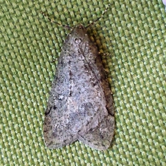 Paleacrita merriccata