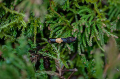 Bisporella subpallida