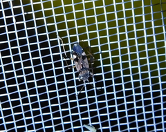 Beosus maritimus