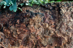 Hymenochaete carpatica