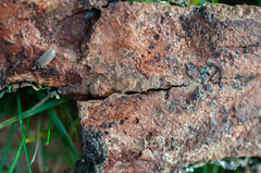 Hymenochaete carpatica