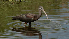 Plegadis falcinellus