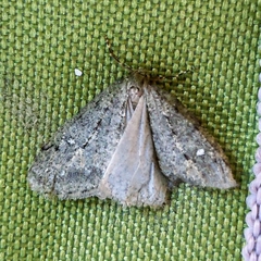 Paleacrita merriccata