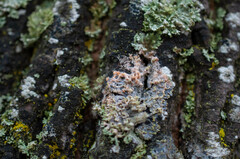 Erythricium aurantiacum