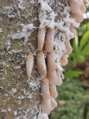 Poekilloptera phalaenoides