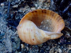 Tonna tankervillii