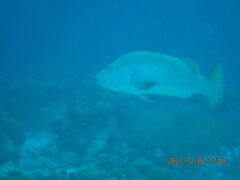 Lutjanus cyanopterus