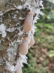 Poekilloptera phalaenoides