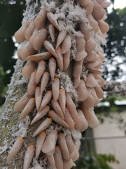 Poekilloptera phalaenoides