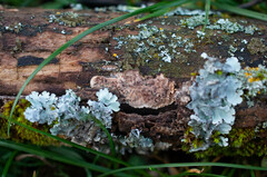 Eichleriella deglubens
