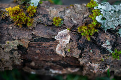 Eichleriella deglubens