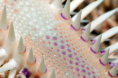 Astropecten polyacanthus