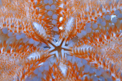 Astropecten polyacanthus