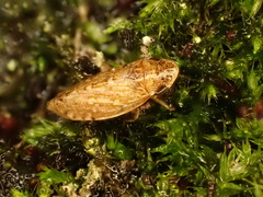 Anoscopus