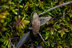 Uromyces viciae-fabae