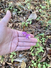 Physostegia purpurea
