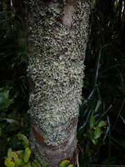 Parmotrema austrocetratum