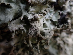 Parmotrema austrocetratum