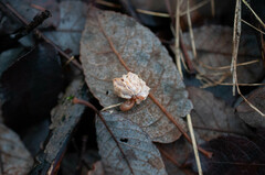 Hypomyces tubariicola